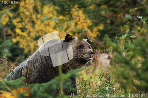 Image of Male Grizzly Bear