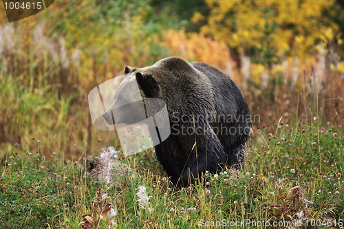 Image of Male Grizzly Bear