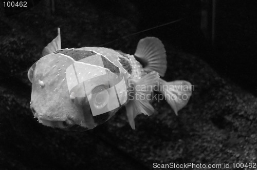 Image of Fish in B&W