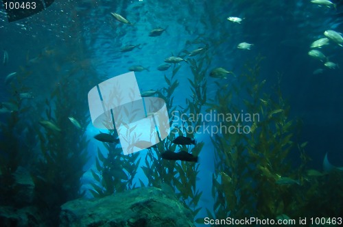 Image of Underwater