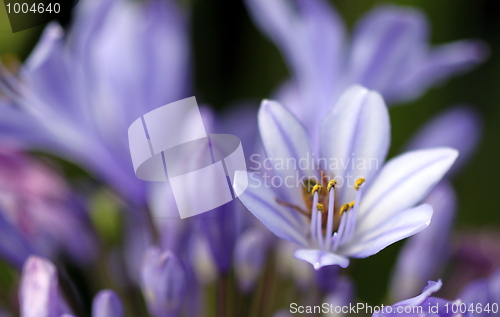 Image of agapanthus africanus