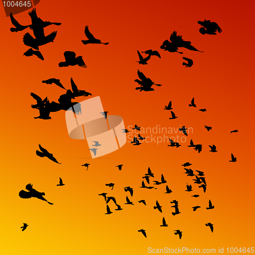 Image of Pigeons flying