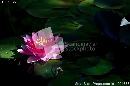 Image of Red water lily