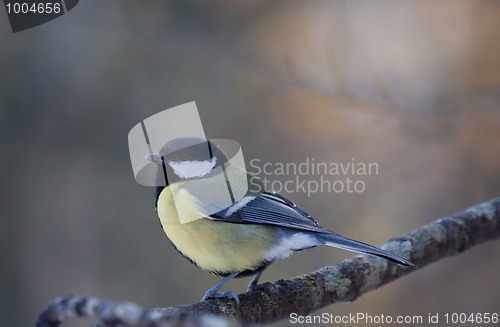 Image of Great tit