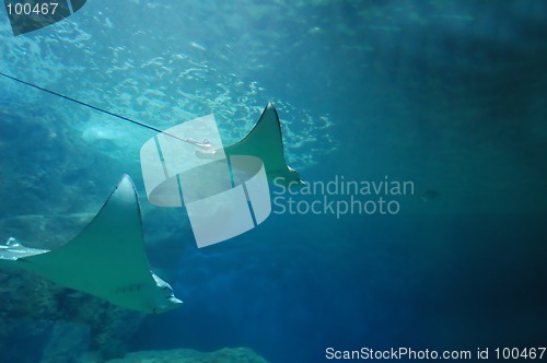 Image of Underwater