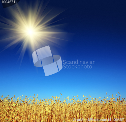 Image of stems of the wheat