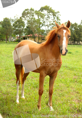 Image of Chestnut horse in paddock