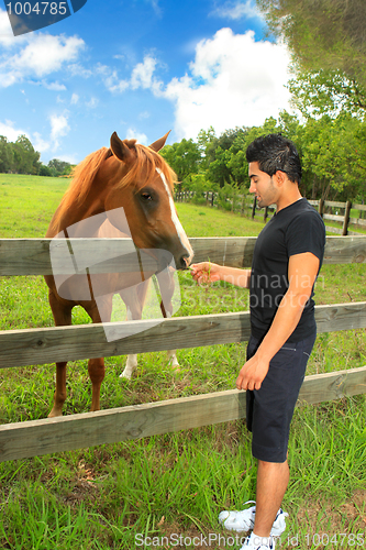 Image of Man feeding a horse in a paddock