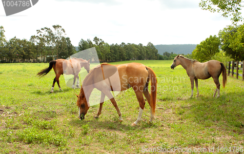 Image of Grazing horses in a field