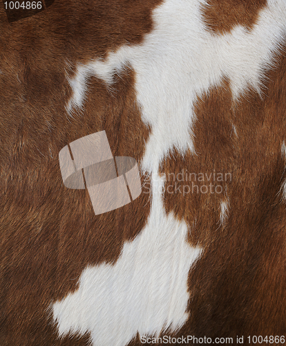 Image of Cow texture