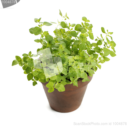 Image of Oregano