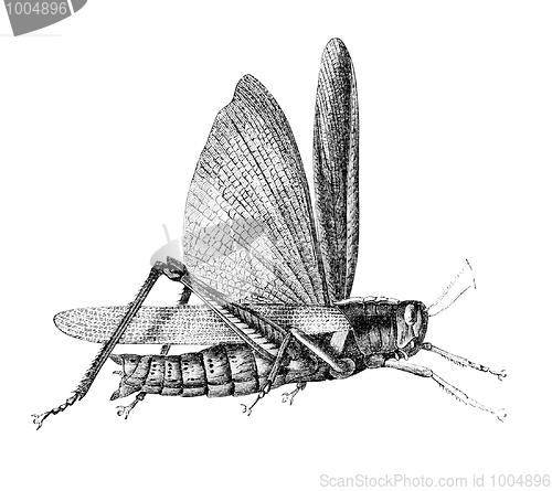 Image of Grasshopper