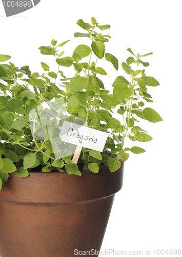 Image of Oregano