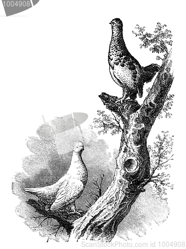 Image of Willow Grouse