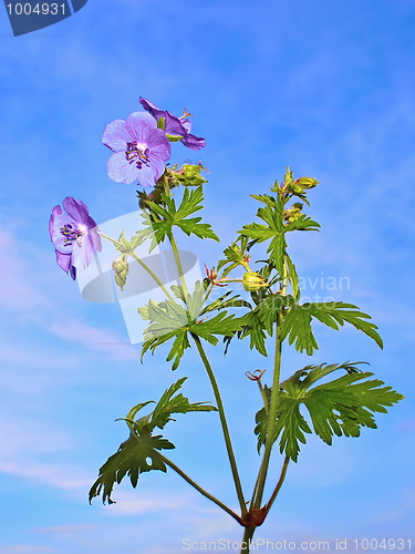 Image of Wild blue flowers