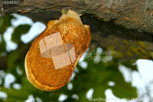 Image of Mushroom-parasite (I)