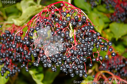 Image of Black elderberry