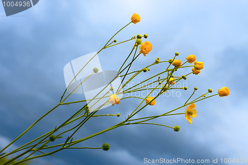 Image of Wild yellow flowers