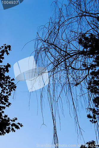 Image of Silhouettes of trees branches