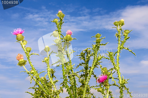 Image of Group thistle flowering plants