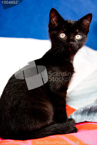Image of Black kitten sitting