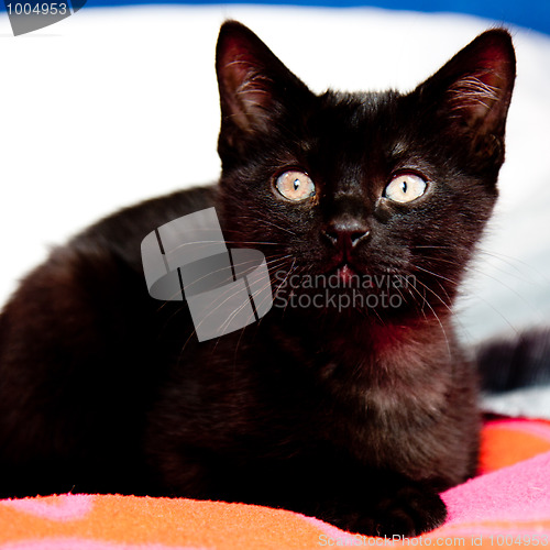 Image of  Cat lying on a red blanket