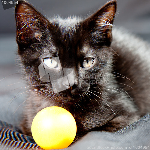 Image of Kitten next to a ball