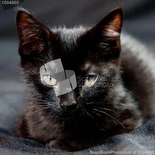 Image of Young cat 
