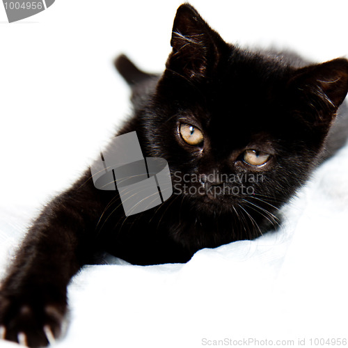 Image of Black kitten