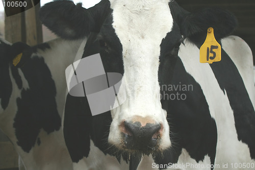 Image of Cow