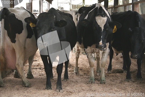 Image of Cows