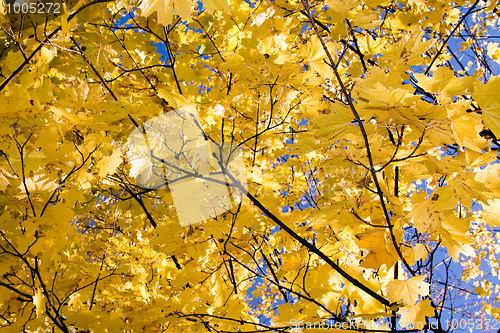 Image of Yellow maple