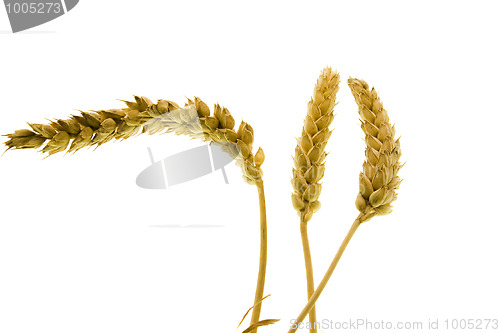 Image of Wheat ears