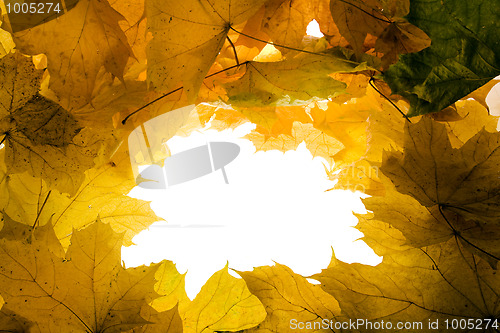 Image of Background from leaves