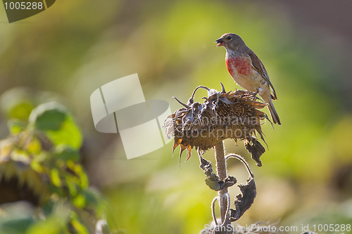 Image of Portrait of a linnet.