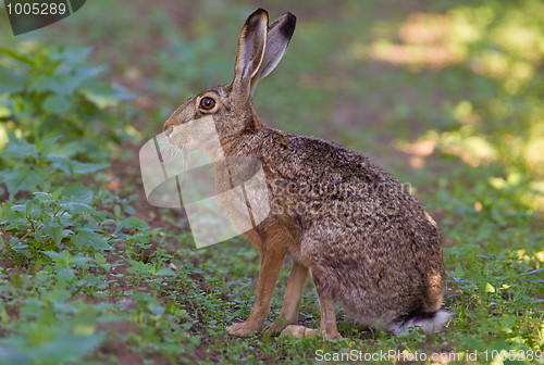 Image of Portrait of a sitting brown hare