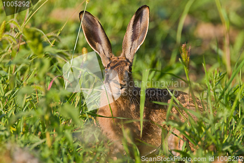 Image of Portrait of a sitting brown hare