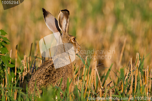 Image of Portrait of a sitting brown hare