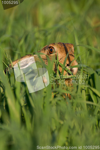 Image of Portrait of a sitting brown hare