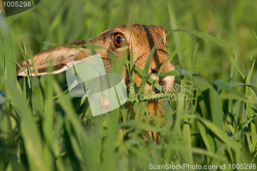 Image of Portrait of a sitting brown hare