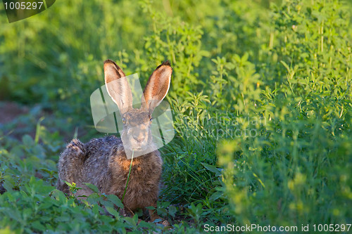 Image of Portrait of a sitting brown hare