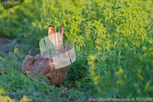 Image of Portrait of a sitting brown hare