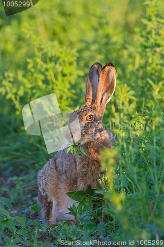 Image of Portrait of a sitting brown hare