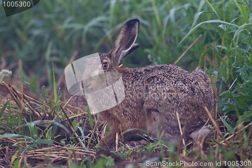 Image of Portrait of a sitting brown hare