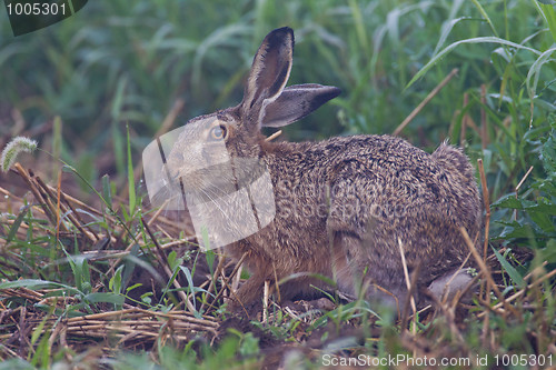 Image of Portrait of a sitting brown hare