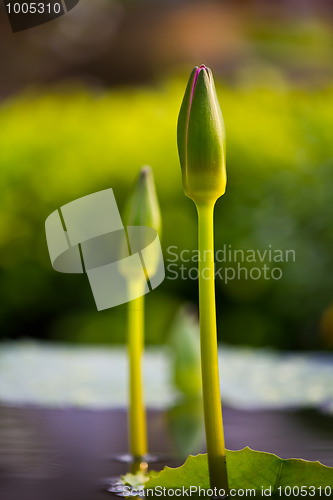 Image of The lotus blossom 