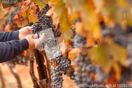 Image of Farmer Inspecting His Ripe Wine Grapes