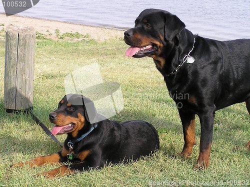 Image of Rottweiler Beach