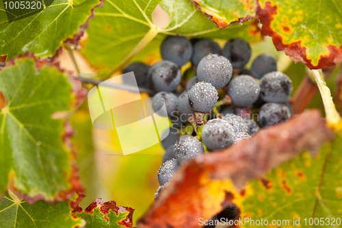 Image of Lush, Ripe Wine Grapes with Mist Drops on the Vine