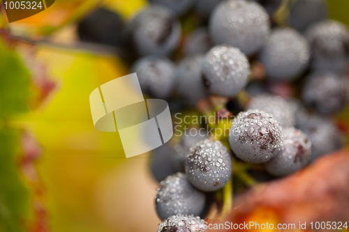 Image of Lush, Ripe Wine Grapes with Mist Drops on the Vine